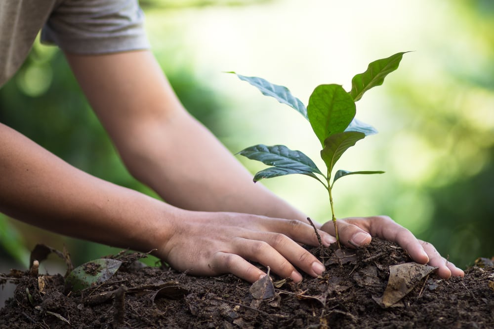 Planting a tree as a carbon offset